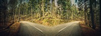 Eine Straße die sich im Wald in zwei Wege teilt. Das Bild zeigt eine Straße, die sich im Wald in zwei Wege teilt.